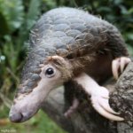 Pangolin peeking