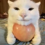 cat holding apple