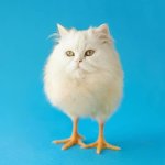 egg shaped cat with chicken feet meme