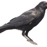 Crow meme