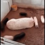 Pigs Circle GIF Template