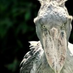 Shoebill stork template