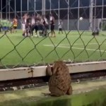 Frog watching soccer