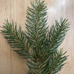 Spruce leaves