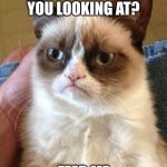 What are you looking at? | WHAT ARE YOU LOOKING AT? FEED ME | image tagged in memes,grumpy cat,funny memes | made w/ Imgflip meme maker