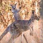 Kangaroo Surprise