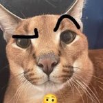 Caracal Eyebrow raise meme