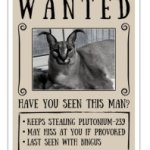 Wanted caracal meme