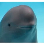 Dolphin smirk