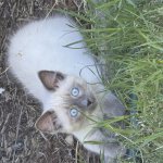 Cute Siamese Kitten