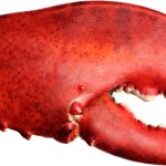 CLAW - right