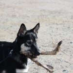 Dog with deer leg