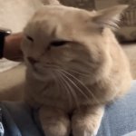 Tribble Power | THIS CAT IS AN ALIEN. WHY ELSE WOULD SOUND EXACTLY LIKE A TRIBBLE? | image tagged in gifs,cute cat,cats,animals,funny | made w/ Imgflip video-to-gif maker