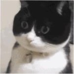 Stunned cat GIF Template