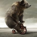Tricycle Bear