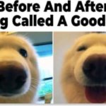 Good boy