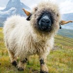 Baby lamb hidden eyes