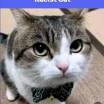 Racist Cat meme