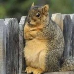 Judgmental Squirrel