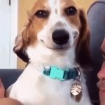 Smilling doggo GIF Template