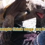 Low Standards Tortoise | and people think dogs are bad. . . | image tagged in tortoise frisky | made w/ Imgflip meme maker