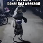 A real boxer | So I got a boxer last weekend | image tagged in gifs,dogs,boxer | made w/ Imgflip video-to-gif maker