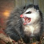 Hissing possum