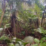 Hawaiian cloud rain forest