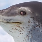 Smug Seal