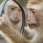 Primate vs Mirror template