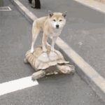 Slow dog