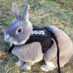 Bunny Police