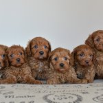 the groodle puppy army