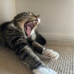 SCREAMING CAT