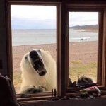 Polar Bear Visit