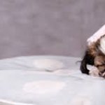 dog under cover