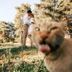 Photobomber cat