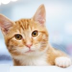 Orange Tabby Cat