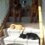 Dogs blocked by sunbathing cats