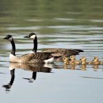 Goose and its babies