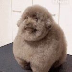 Scoobert Dog