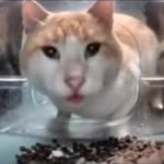 Chinese cat feeder camera meme