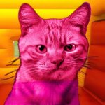 Pink Ray Cat meme