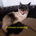 Confused screaming kitty