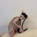 sphynx in a wig