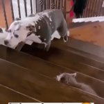 The fear is REAL! | Dogs Afraid of Cats; The looks🫣 | image tagged in gifs,dogs,cats,fear,relatable,funny because it's true | made w/ Imgflip video-to-gif maker