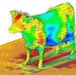 Cow aerodynamics