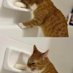 Cat biting soap