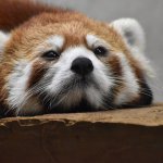 Sad red panda