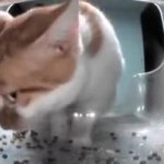 Cat eating then looking away GIF Template